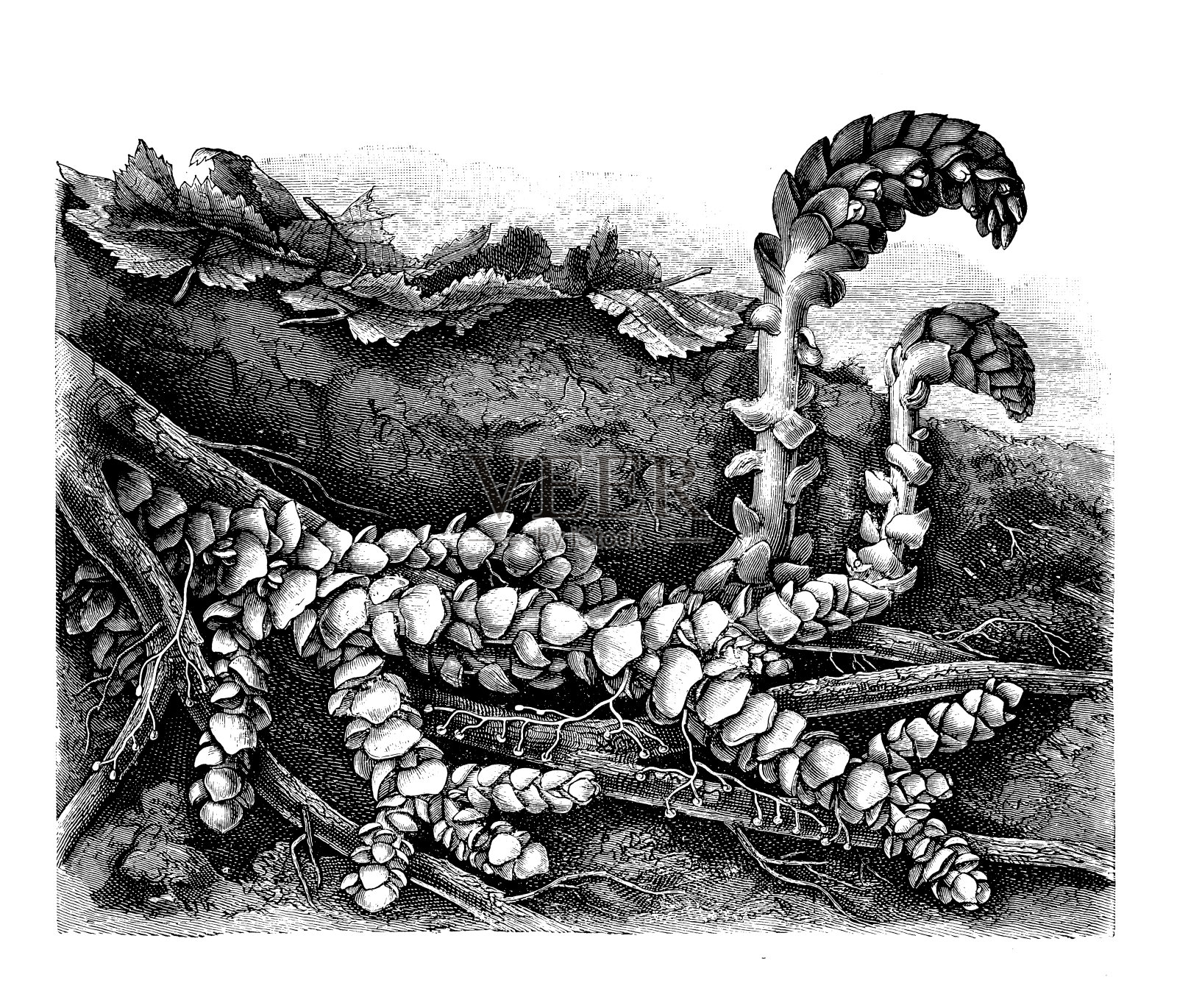 古植物学插图:鳞毛蕨插画图片素材