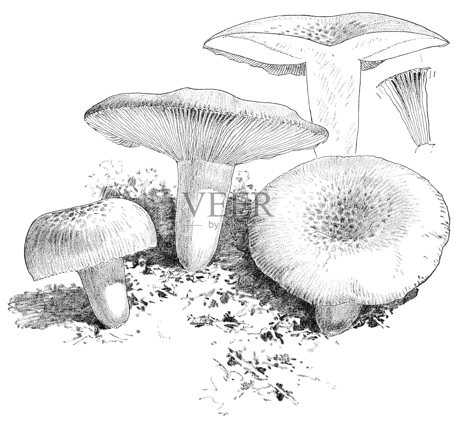 草-绿色鲁苏拉蘑菇 - 鲁苏拉·阿鲁吉尼亚插画图片素材