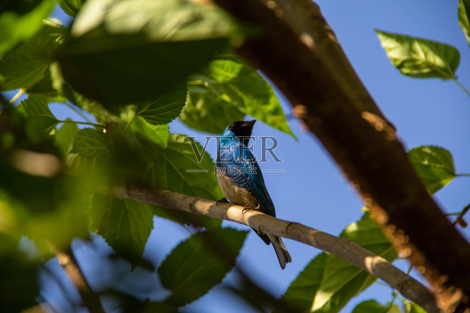 Tersina viridis。照片摄影图片