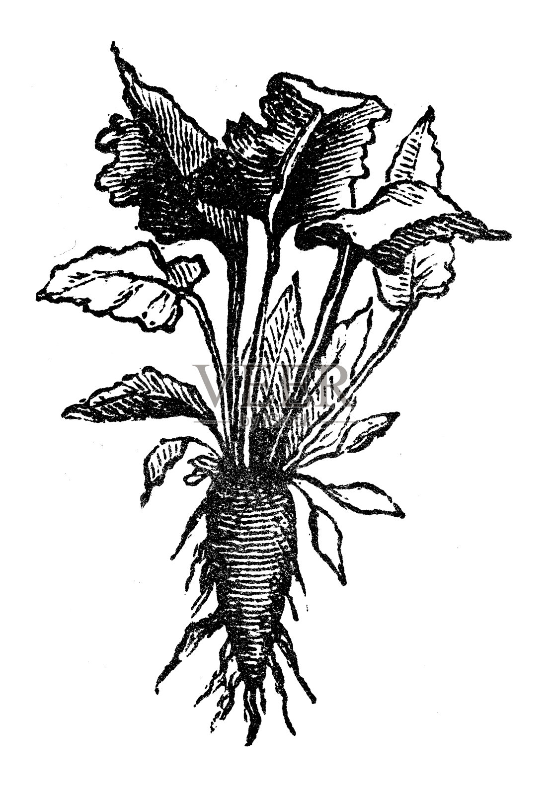 古董雕刻插图:甜菜根设计元素图片