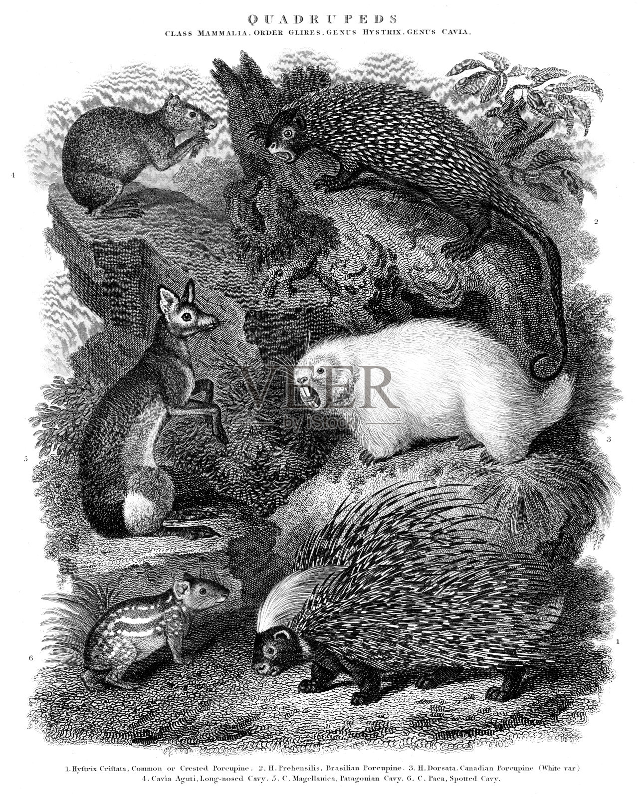 四足动物:豪猪和豚鼠-原来铜雕印刷“牛津百科全书”1828年插画图片素材