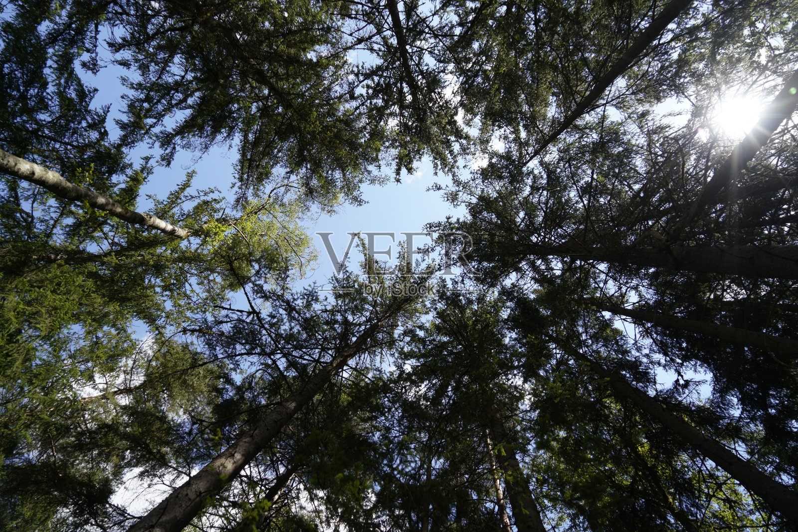 由于气候变化、干旱、风暴和森林砍伐，森林枯死照片摄影图片