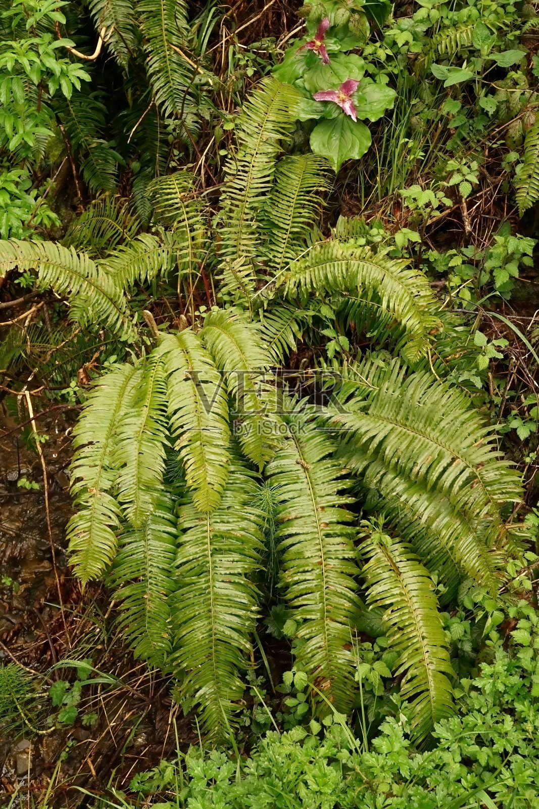 自然垂直特写在一个大的和已婚的太平洋剑蕨，Polystichum munum照片摄影图片