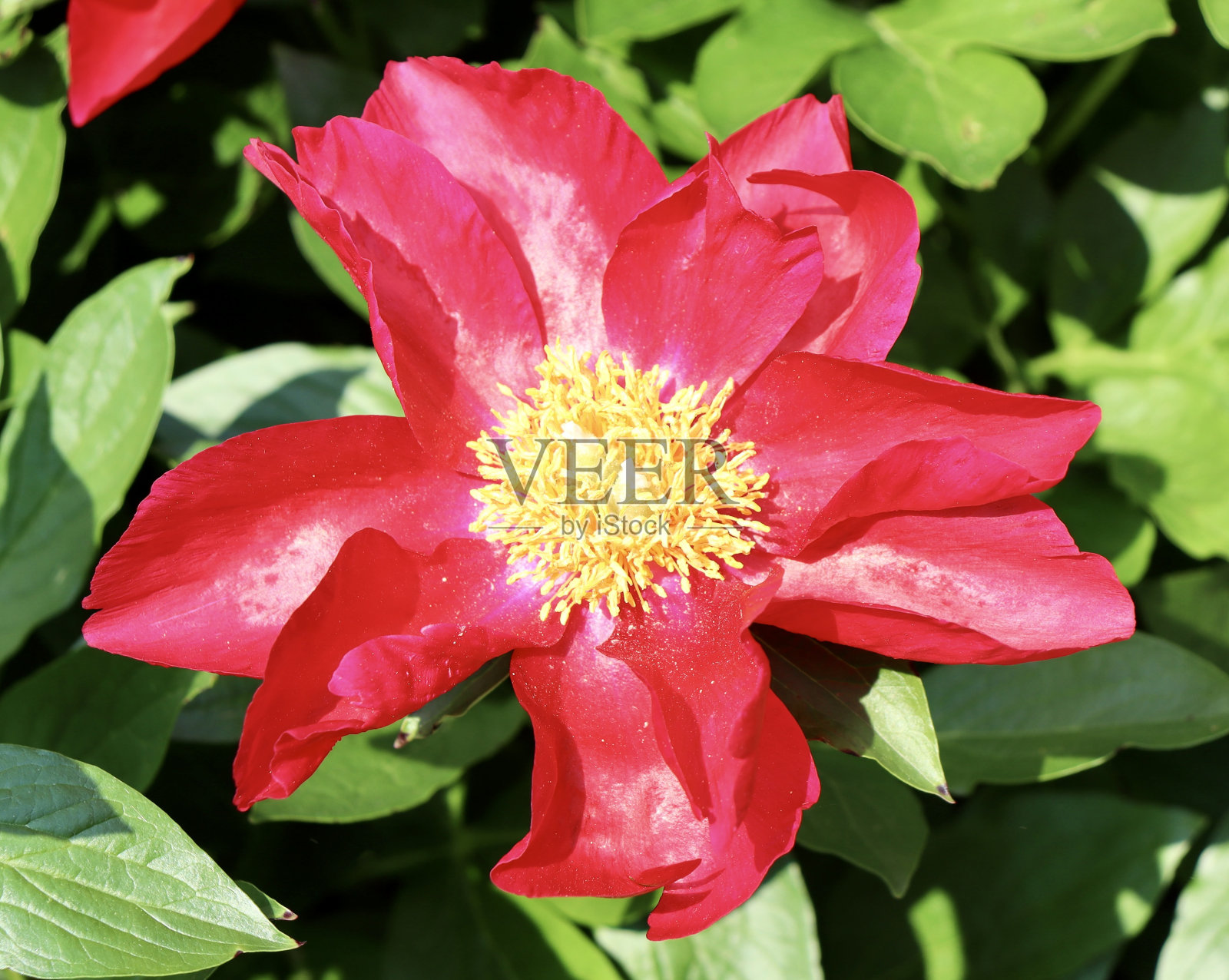 红色的花照片摄影图片