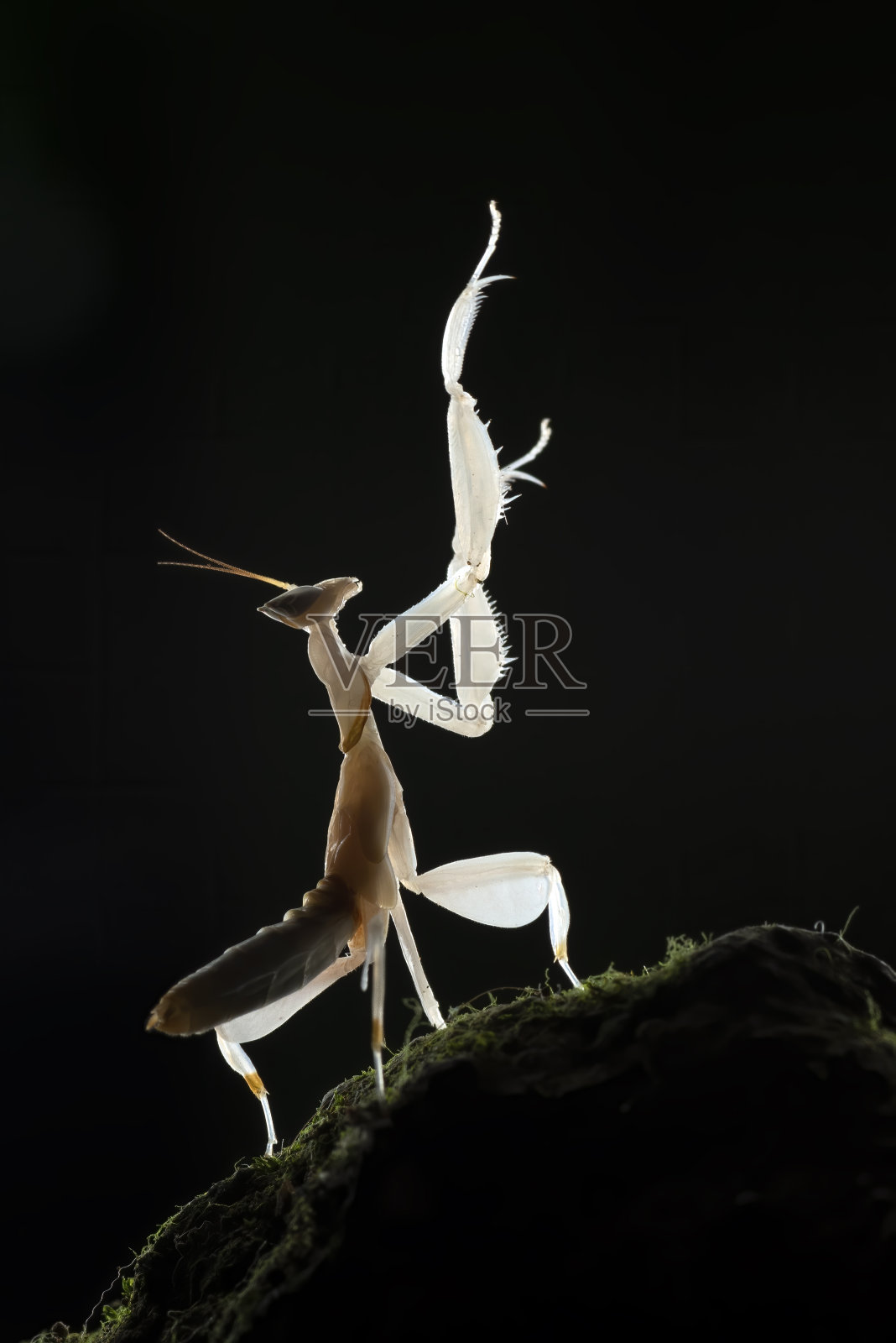 花螳螂在黑暗的背景照片摄影图片