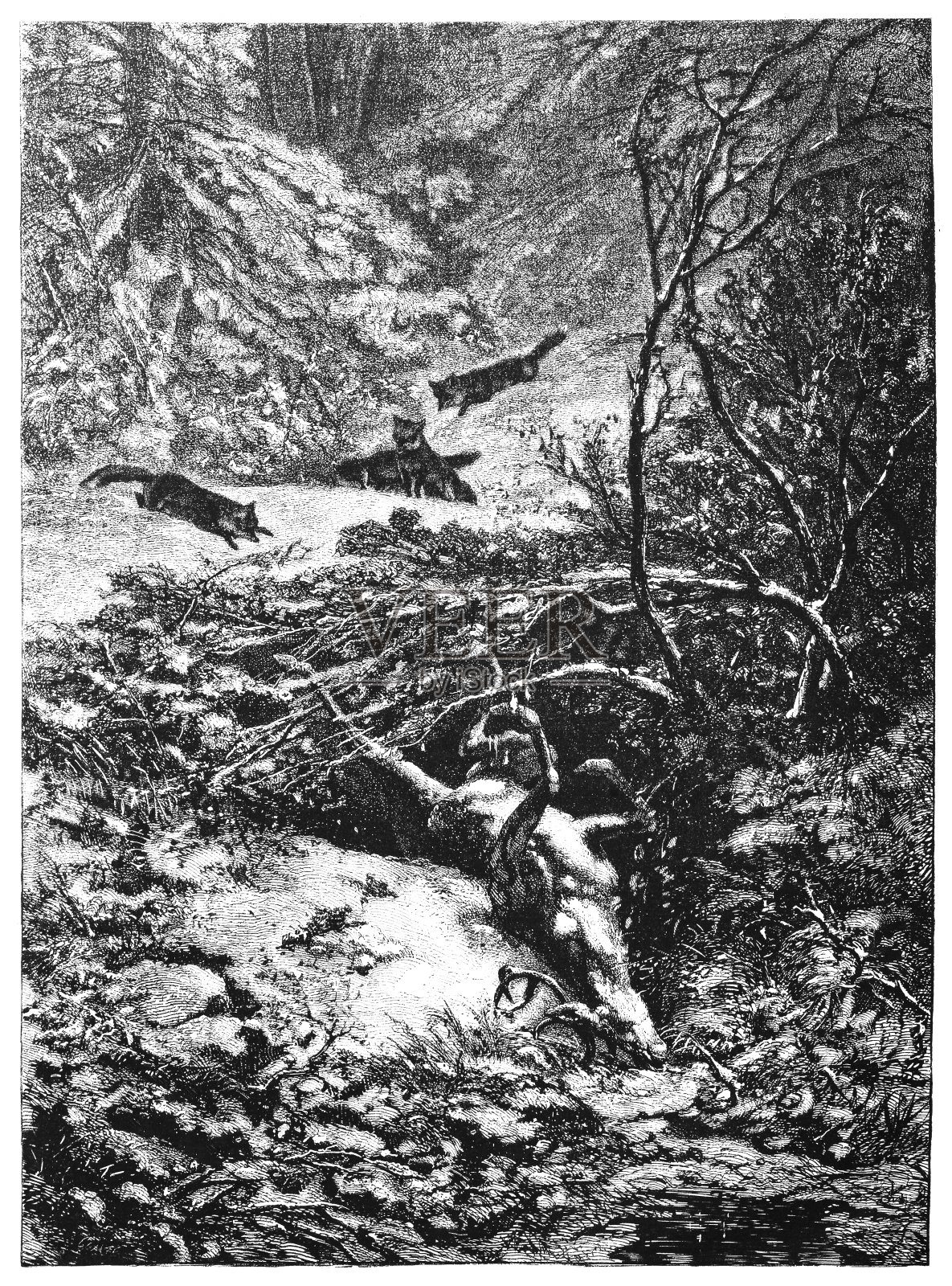 一个死去的鹿设计元素图片