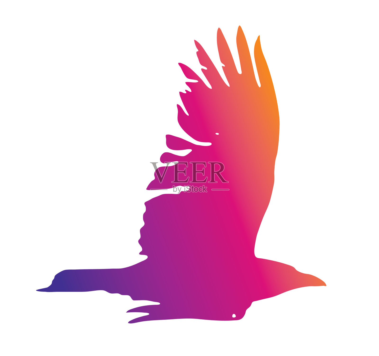 在白色背景上展翅飞翔的乌鸦插画图片素材