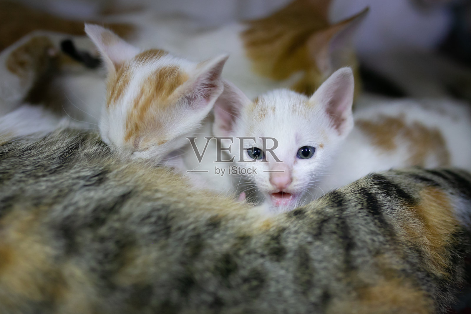 桌子上有一只白色和橙色的猫。照片摄影图片