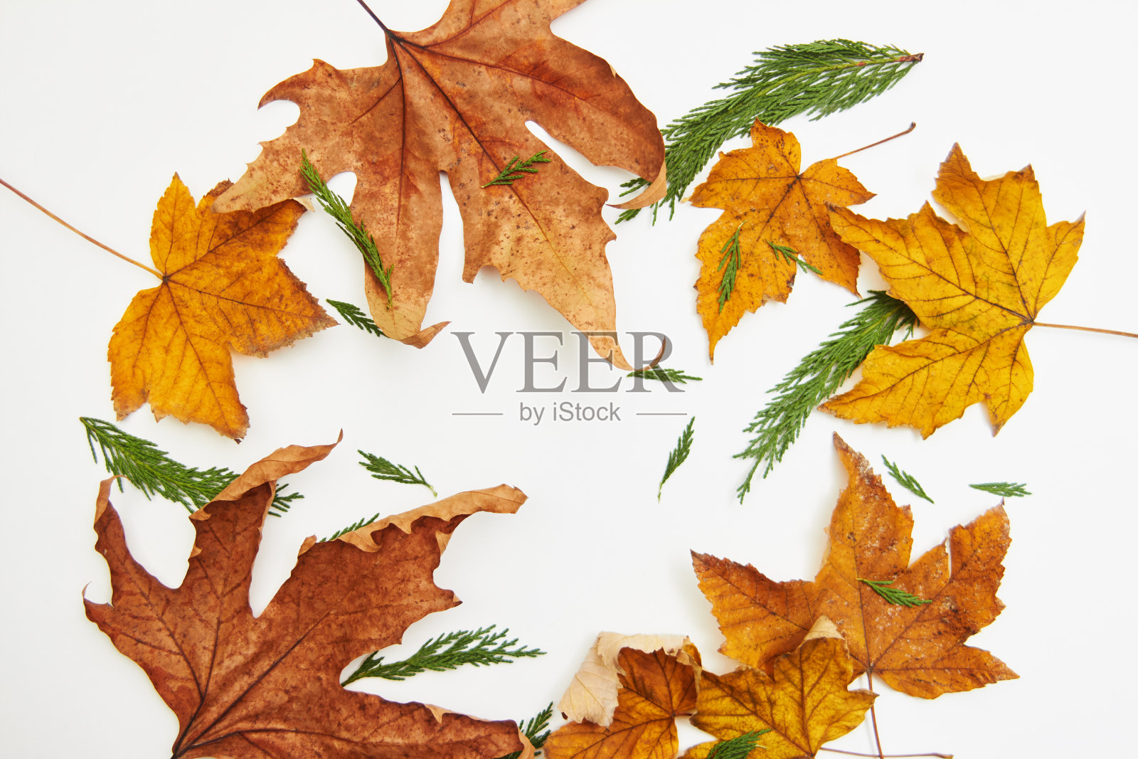 白色背景上的秋叶照片摄影图片
