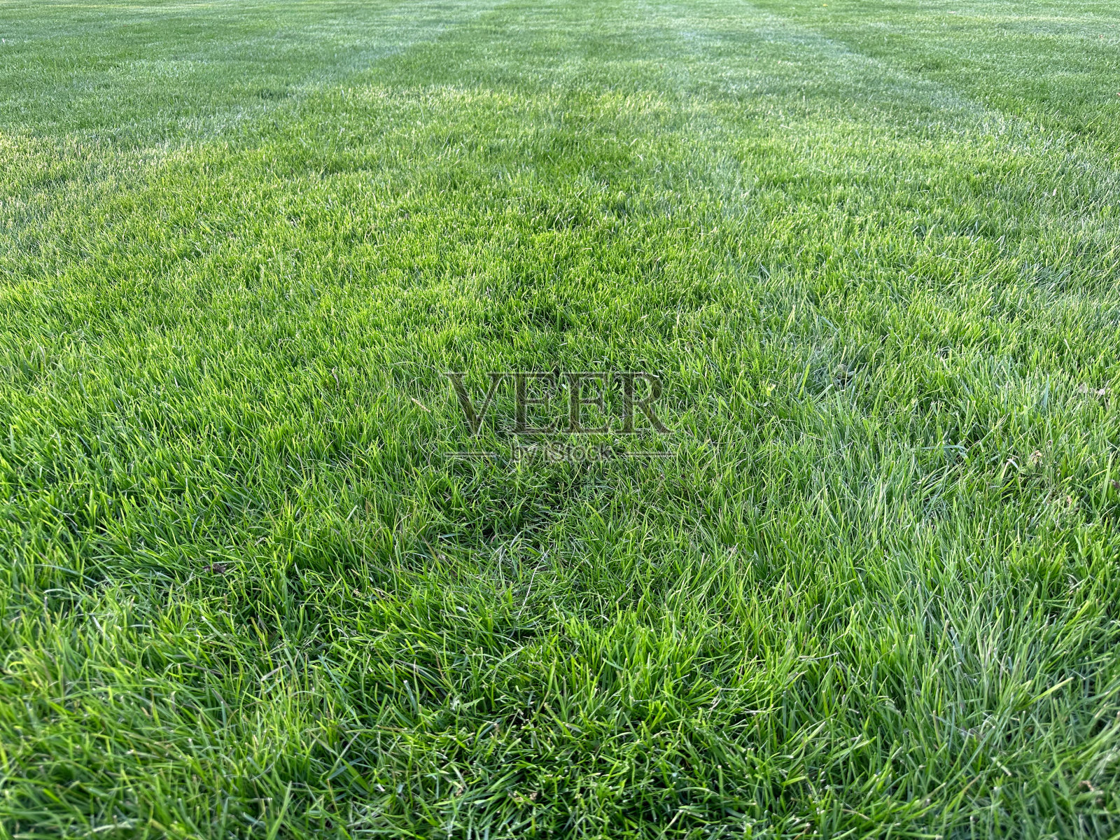 草照片摄影图片