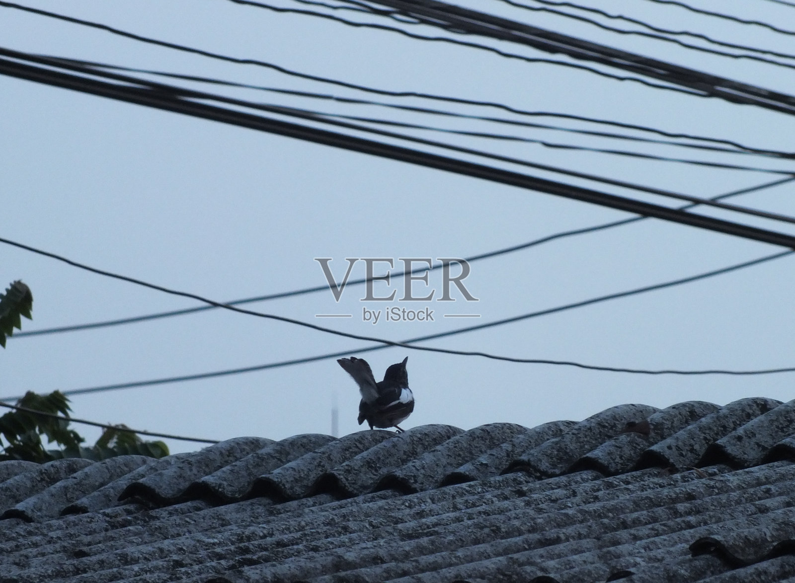 孤独鸟3照片摄影图片