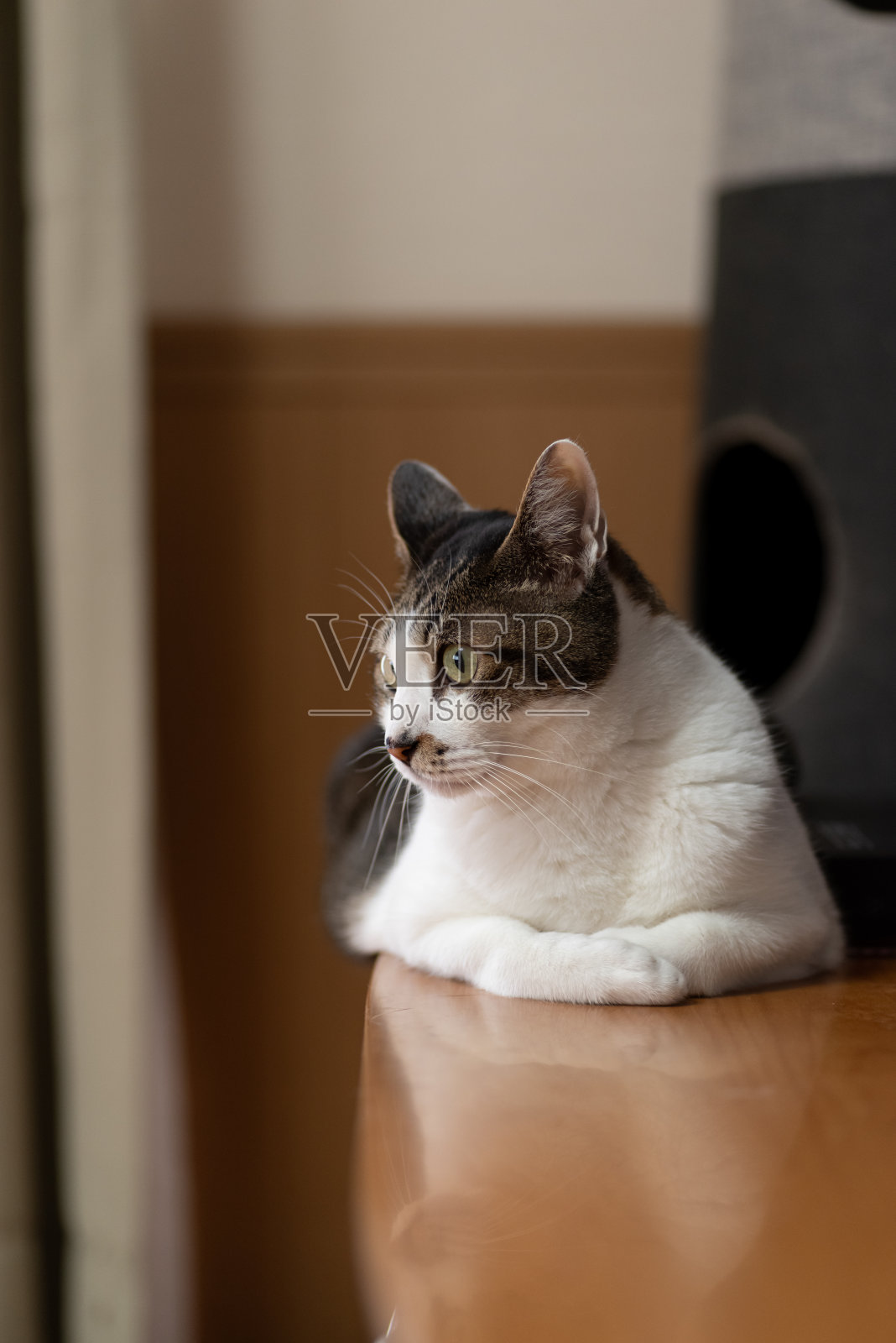 放松的猫照片摄影图片