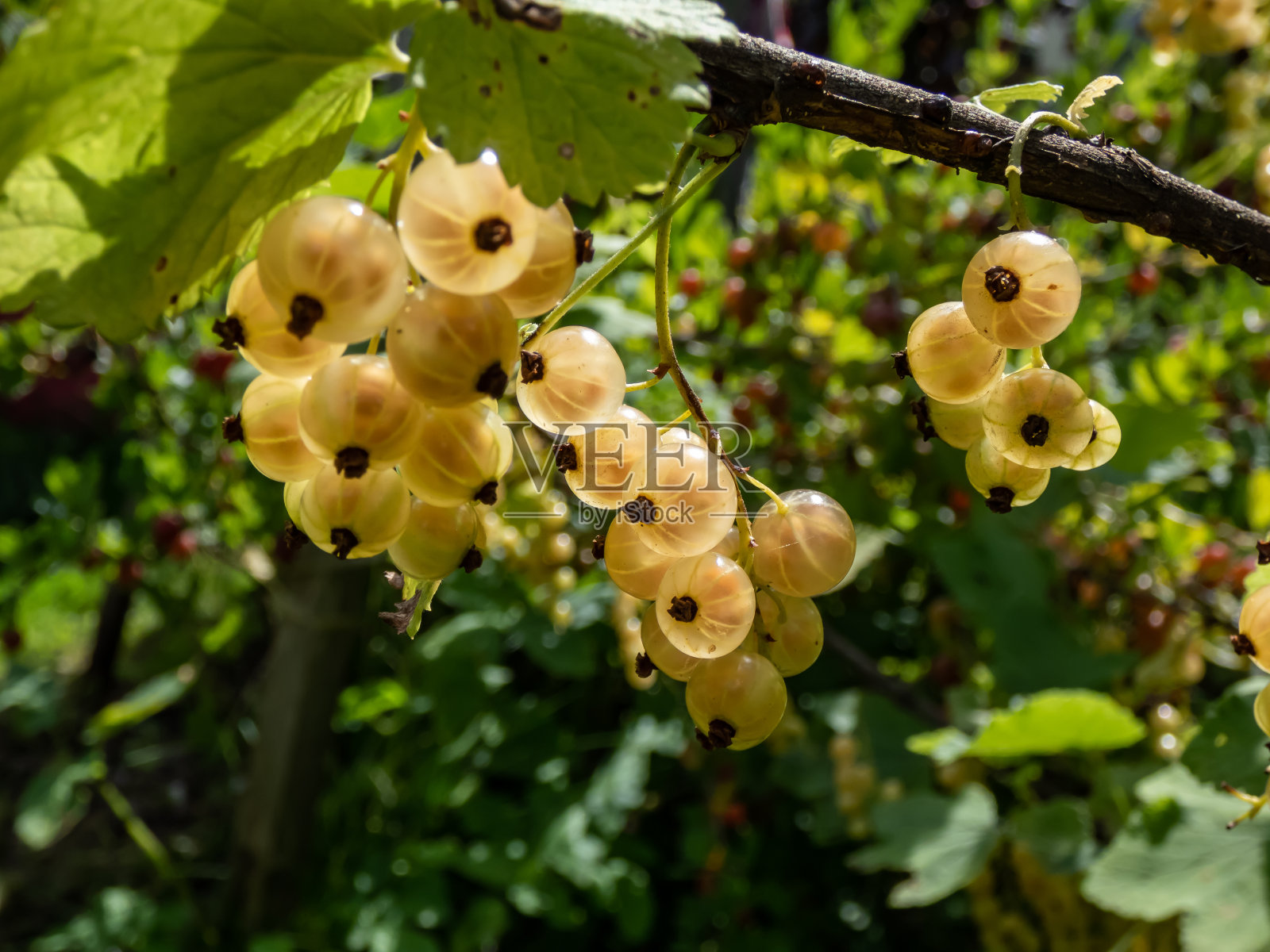 完美的，成熟的，成熟的白加仑子(ribes rubrum)在一个明亮的阳光明媚的日子里，绿色的背景。夏天的味道和生长的食物照片摄影图片
