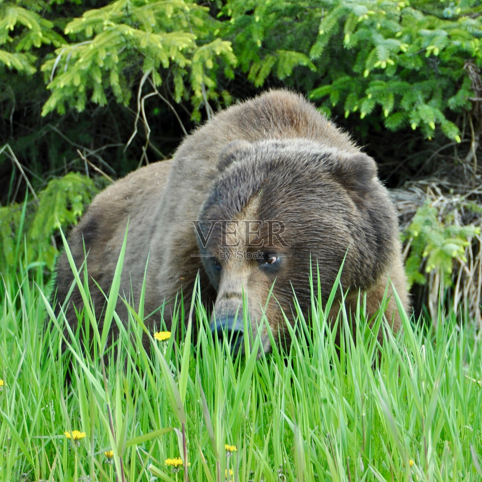 放牧灰熊照片摄影图片