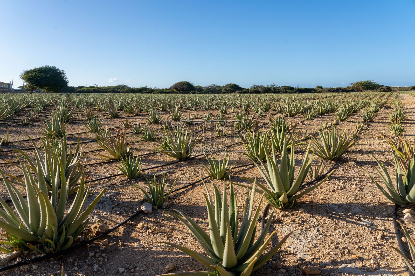 生长在干旱地区干燥土地上的龙葵照片摄影图片