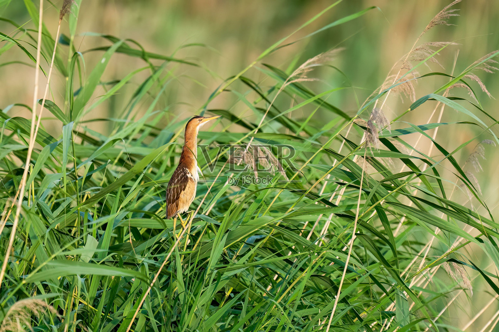 美丽的黄麻鸦站在阳光照耀的草地上，羽毛在阳光下闪闪发光照片摄影图片