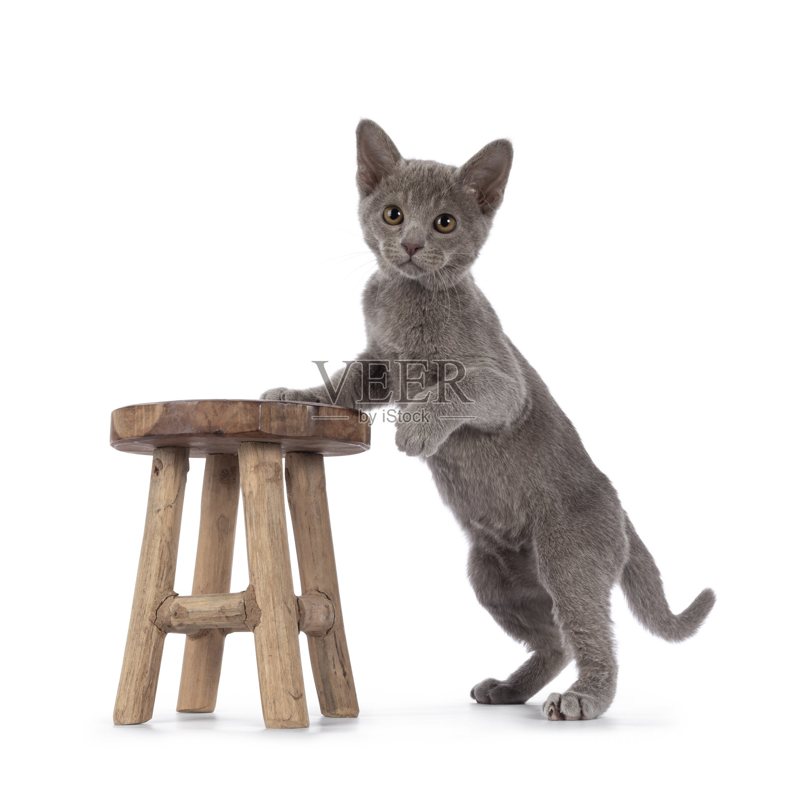 淡紫色的缅甸照片摄影图片