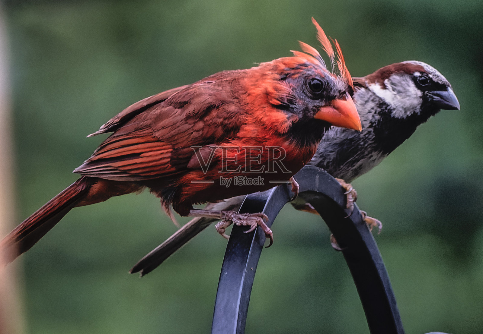 在弯曲的金属杆上换毛的北方红衣主教和一只麻雀照片摄影图片