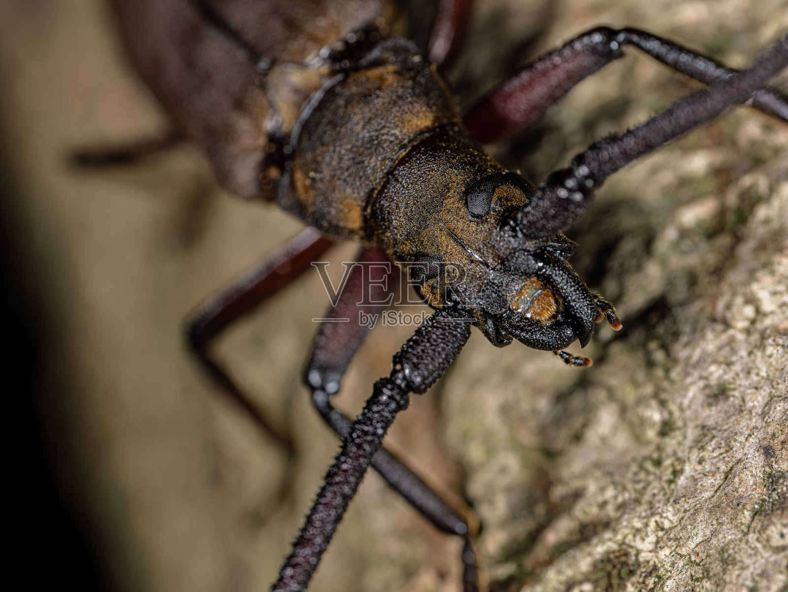 树上有一只棕色的天牛甲虫,昆虫还是虫子,没有人