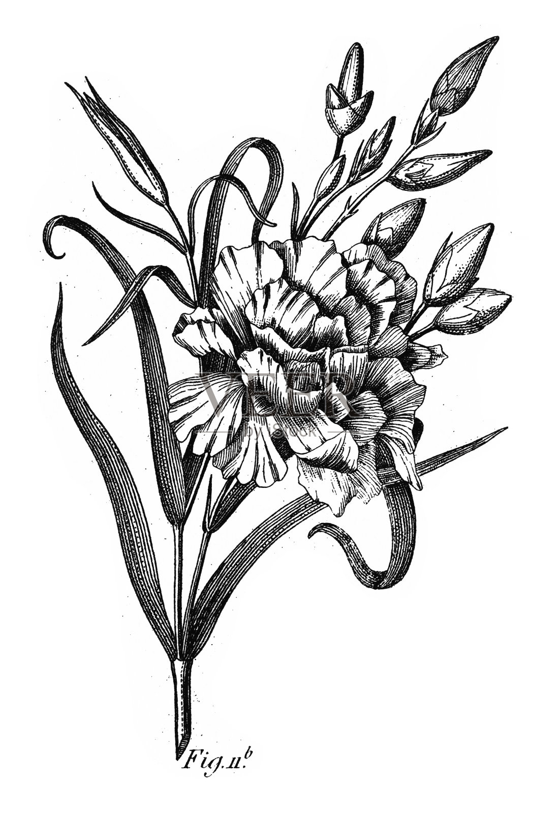 康乃馨，多科栽培植物，多为雕刻古玩插图，1851年出版设计元素图片