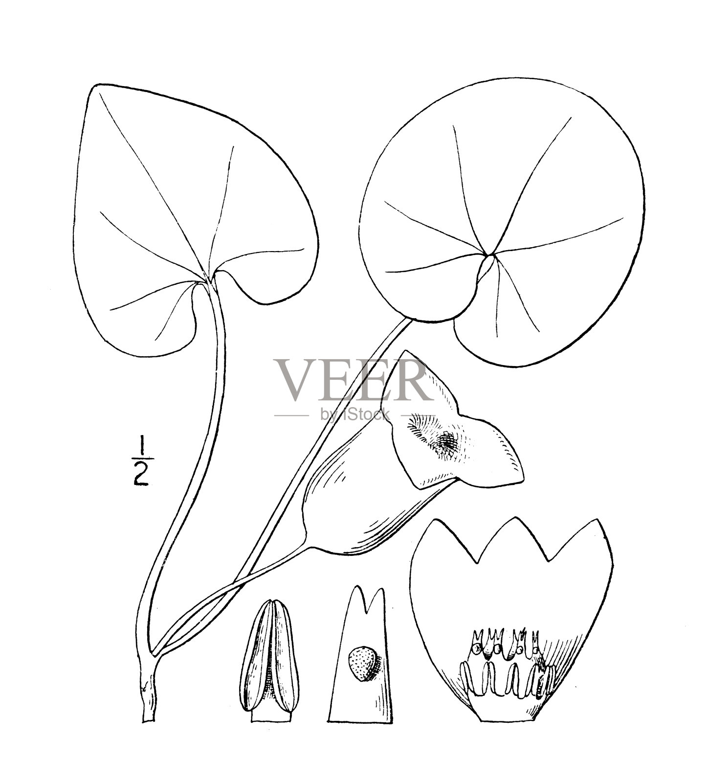 古植物学植物插图:细辛,大花细辛插画图片素材