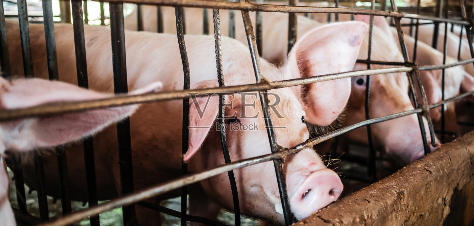 猪舍里的猪特写，猪场里整洁的猪场照片摄影图片
