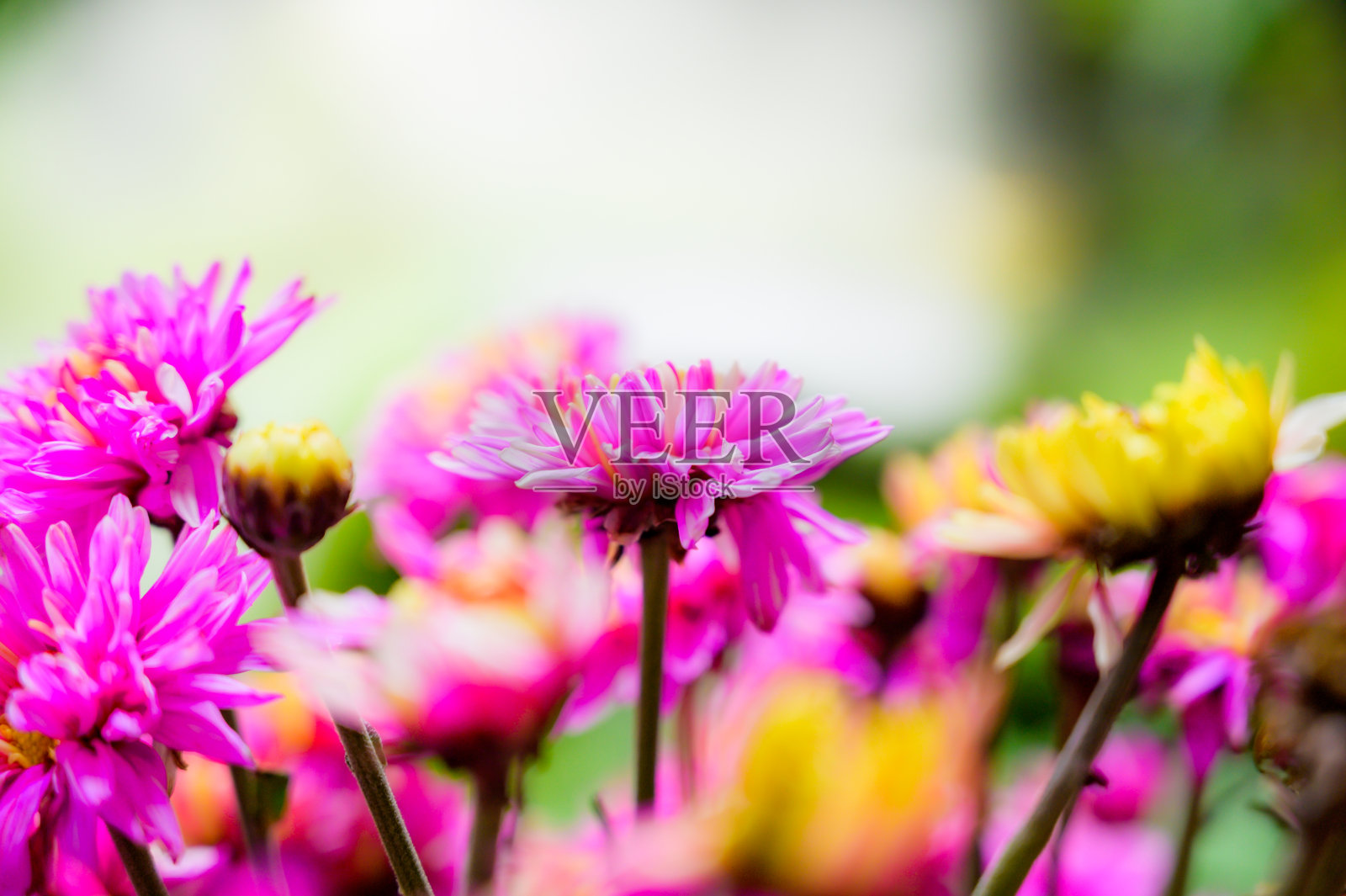 花园里的菊花照片摄影图片