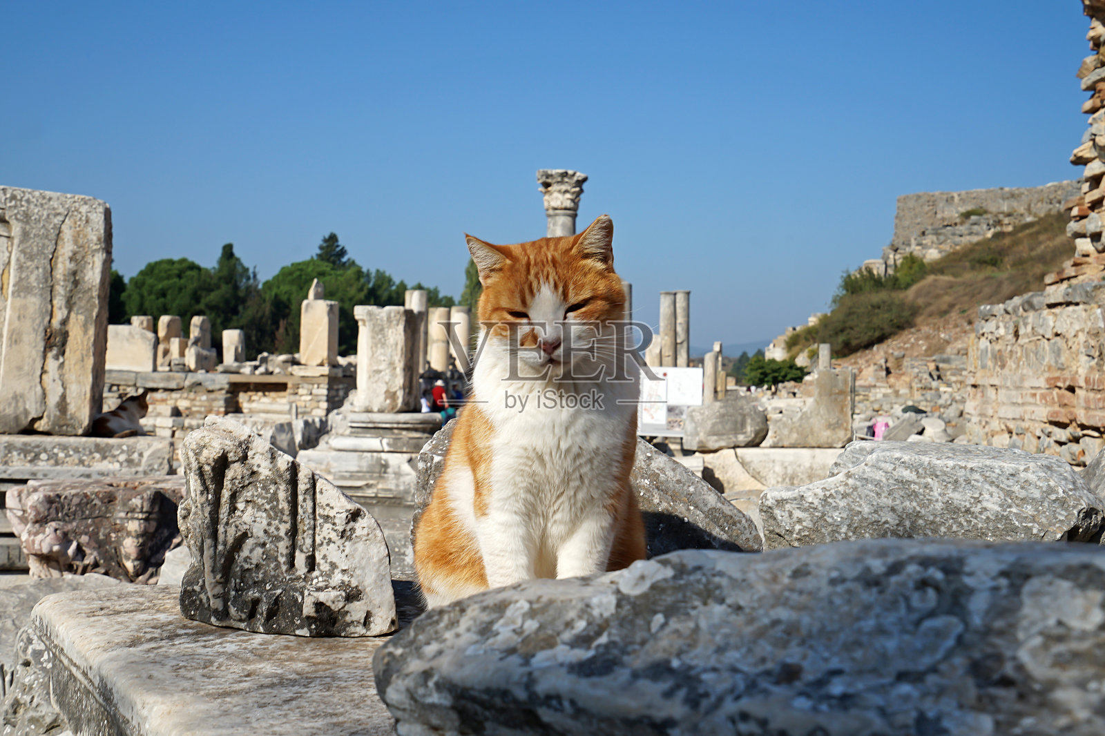 猫在岩石地面上照片摄影图片