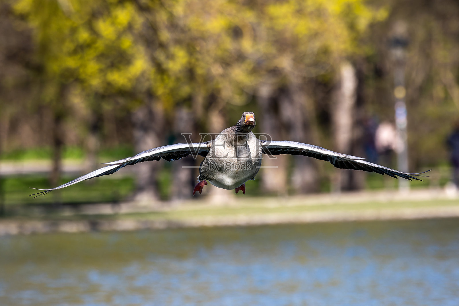 灰雁，灰雁是一种大型鹅照片摄影图片