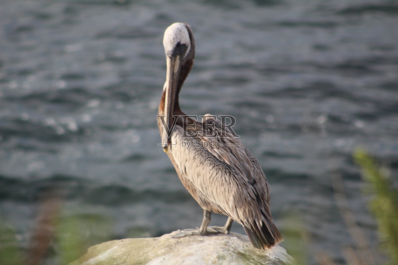 鹈鹕休息照片摄影图片