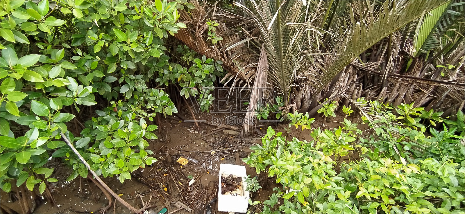 亚洲河岸边的红树林照片摄影图片