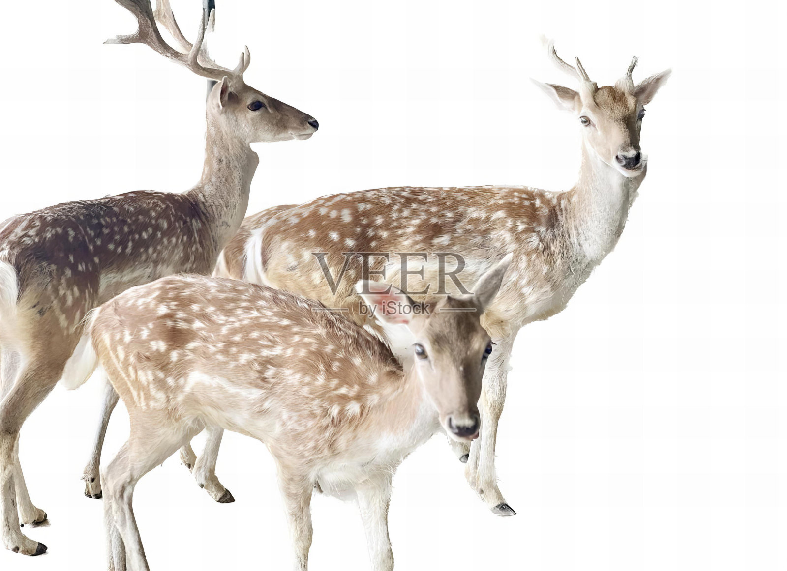 一群鹿站在一起的照片，三只鹿站在一群白色的背景上。照片摄影图片