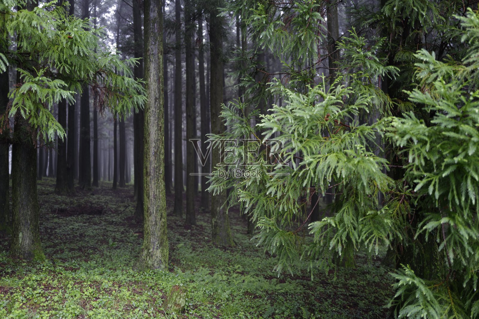 一个下雨的下午的森林照片摄影图片