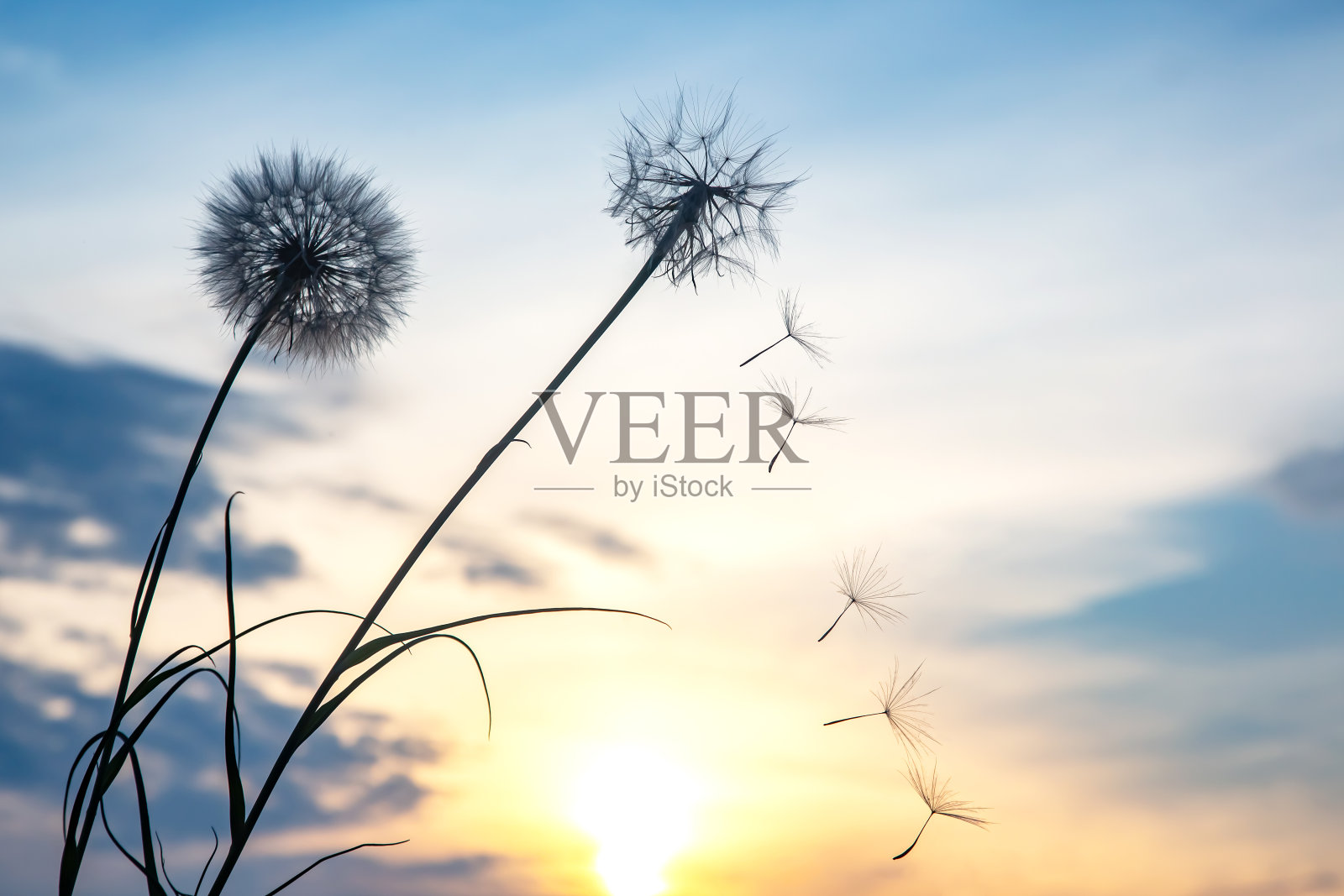 蒲公英的种子在夕阳的背景下飞舞。自然植物学照片摄影图片