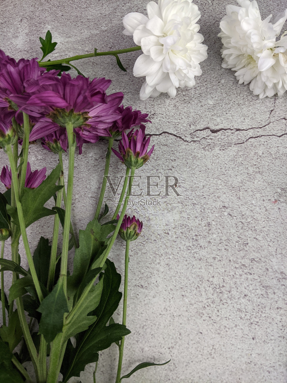 文本空间引用概念与鲜花和一张纸照片摄影图片