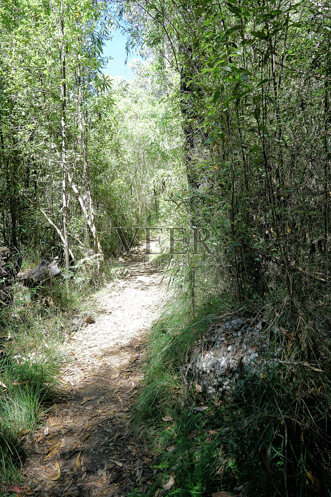 Murrindindi，维多利亚，澳大利亚照片摄影图片