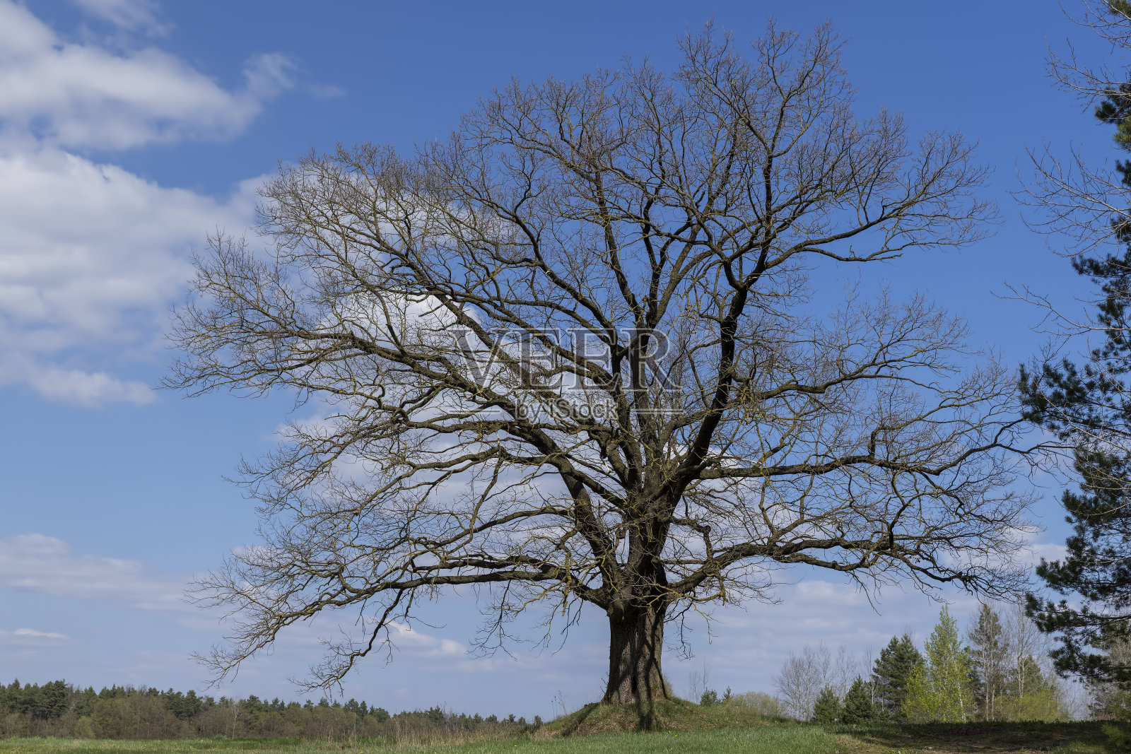 没有绿叶的早春老橡树照片摄影图片