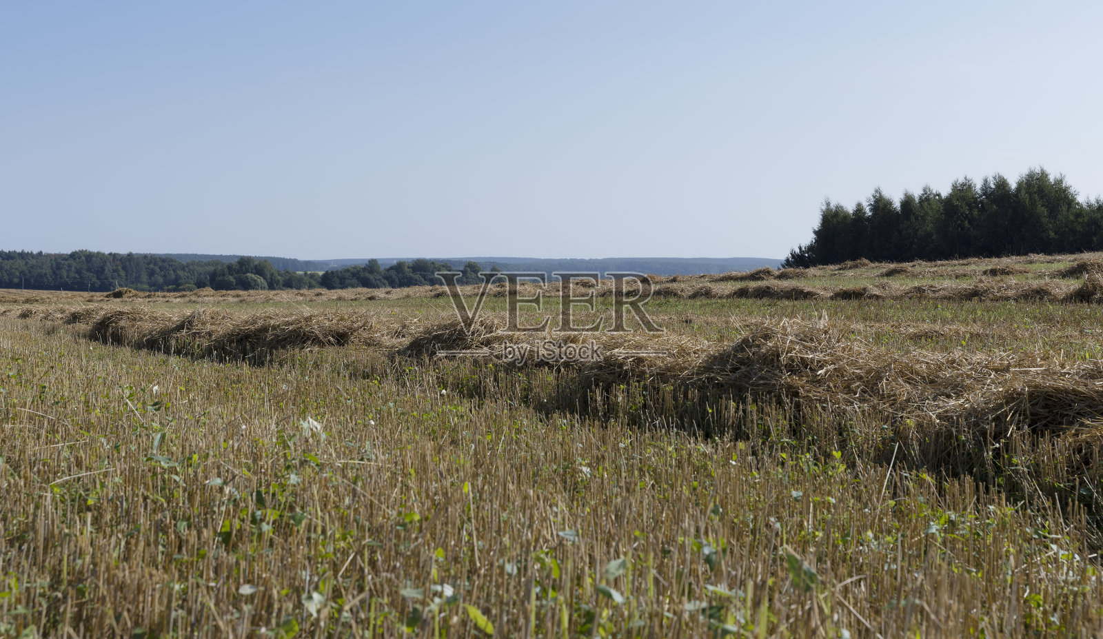 夏天种谷物的田地照片摄影图片