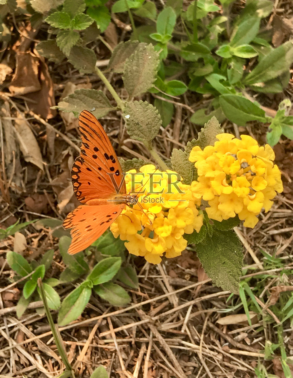 桔黄色蝴蝶在大蕉花照片摄影图片