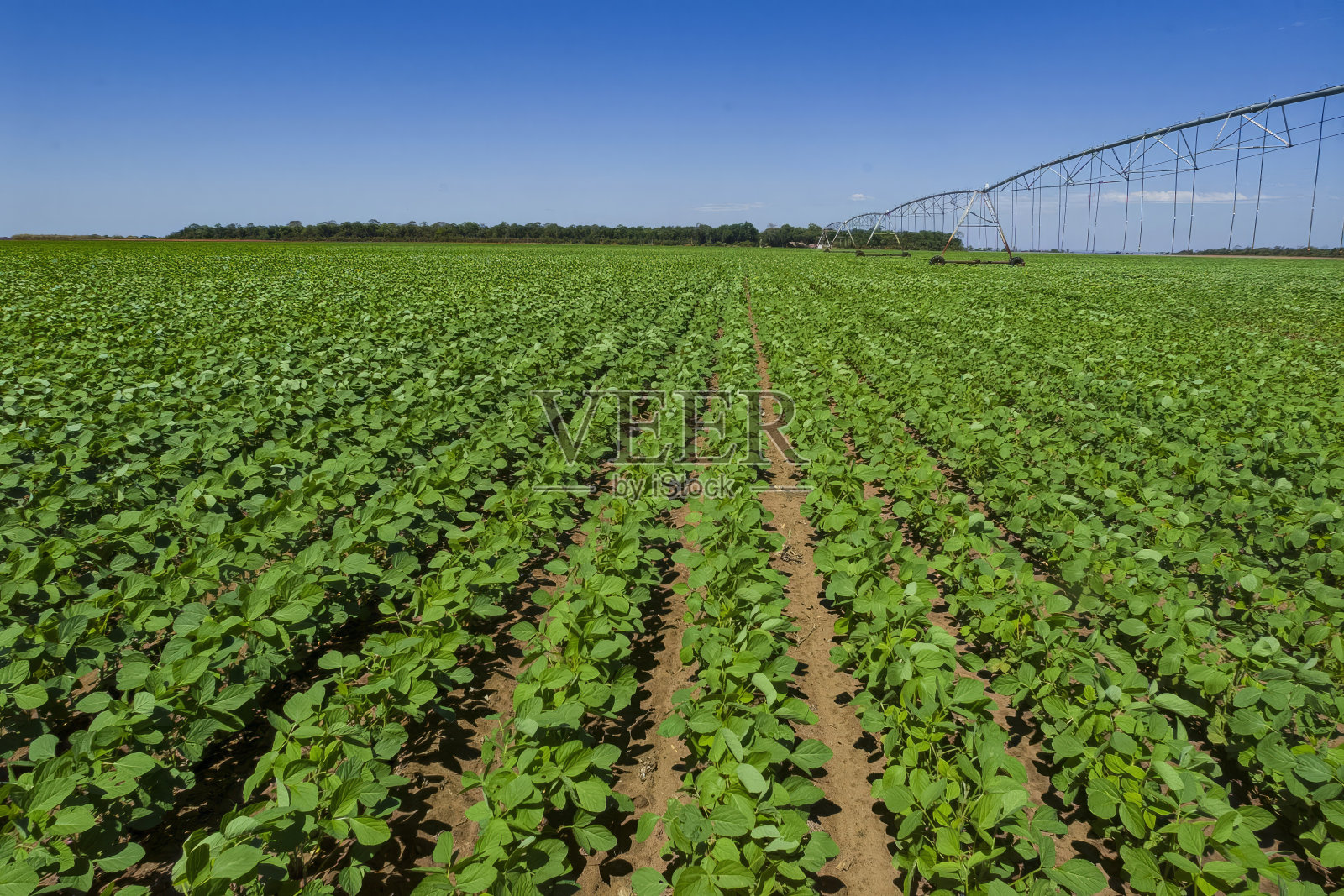 大豆种植田照片摄影图片