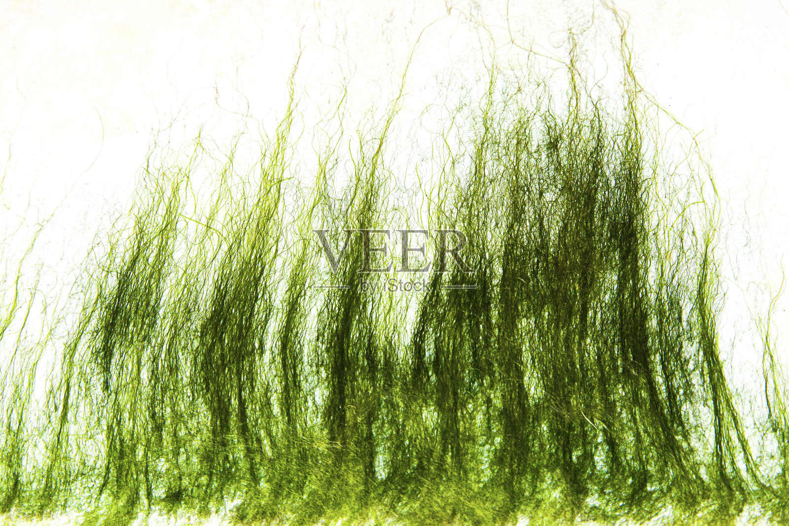 一艘游艇白色船体上的绿色干海藻特写。照片摄影图片