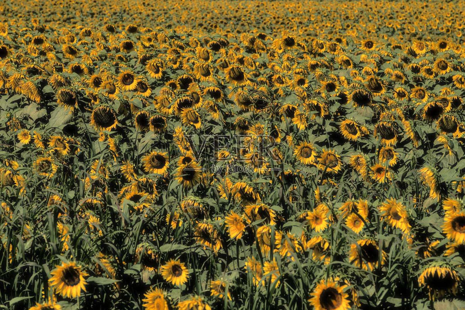 疯狂，梦幻般的向日葵来自意大利照片摄影图片