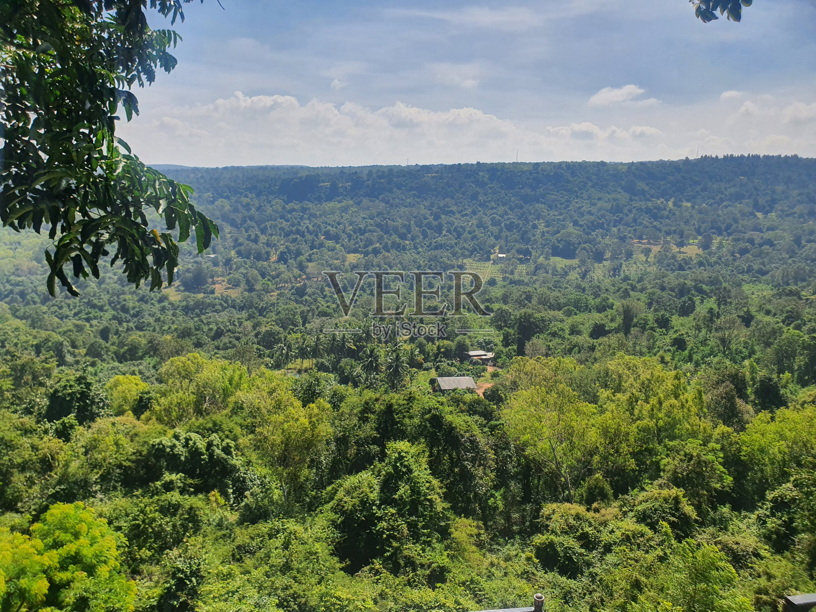 丛林中的房子照片摄影图片