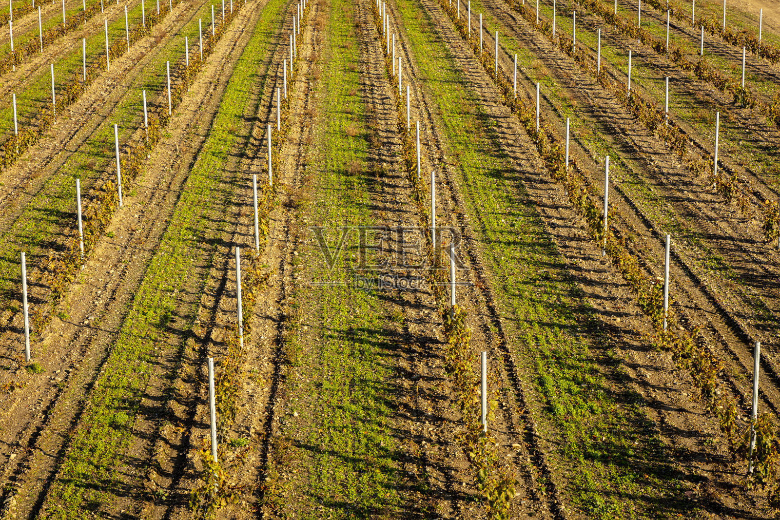 加拿大魁北克邓纳姆，秋天的葡萄园里，一排排的葡萄植株用稳定的树枝支撑着山坡向上爬照片摄影图片
