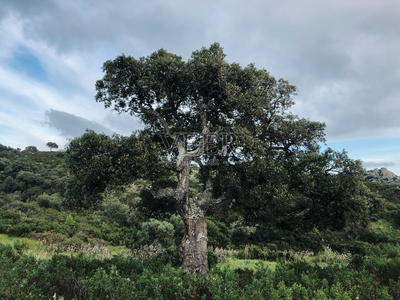 绿色的田野里有一棵又大又老的撒丁岛栓皮栎。照片摄影图片