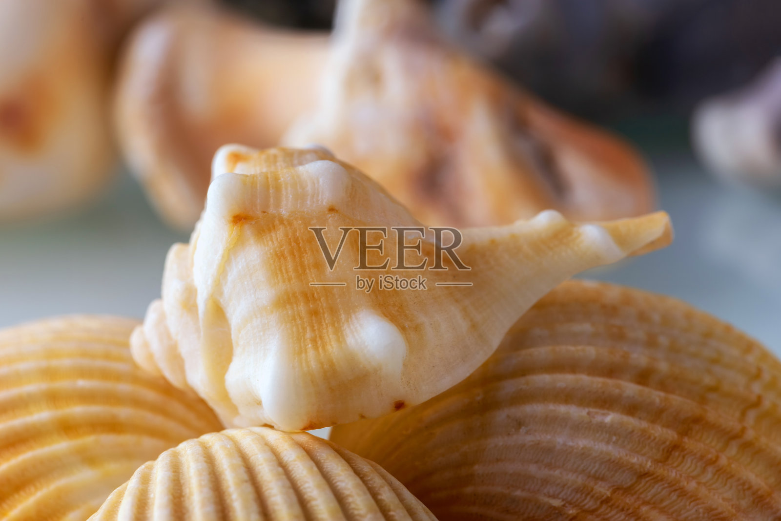 一组小贝壳特写照片摄影图片