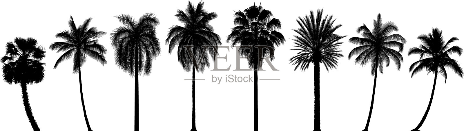 高度精细的棕榈树设计元素图片