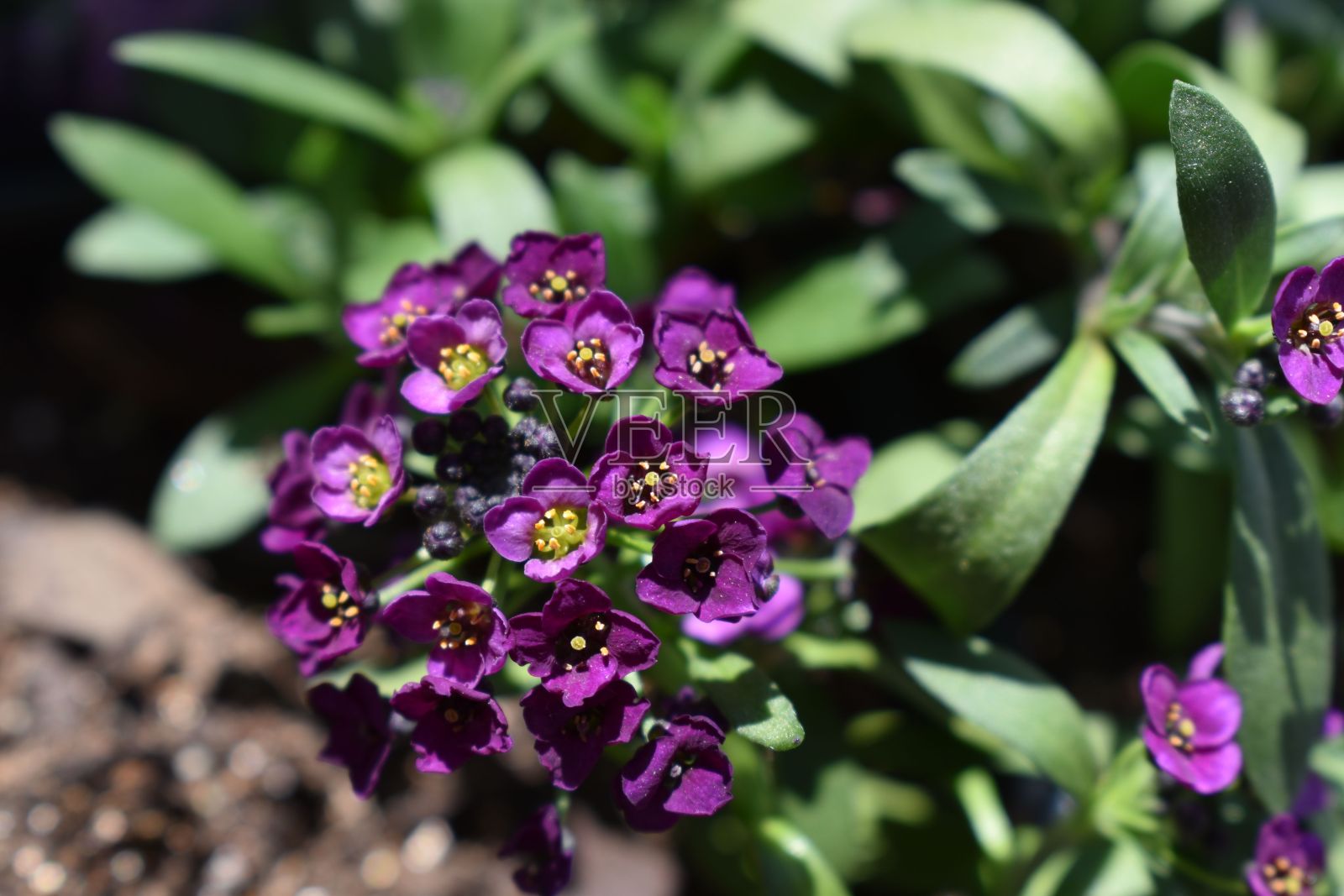 这个花盆里的紫色花朵看起来都很美照片摄影图片