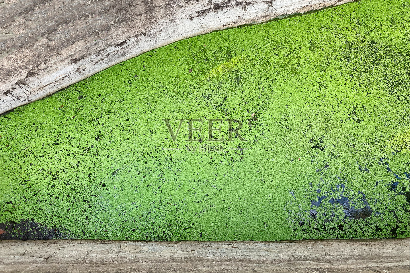 背景是人工池塘里的绿藻，混凝土墙照片摄影图片