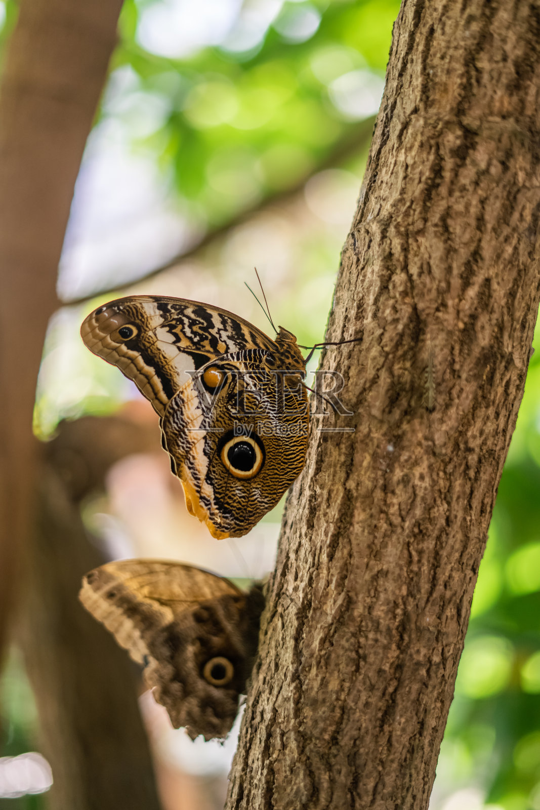 用眼翅蝴蝶保护区看双蛾照片摄影图片
